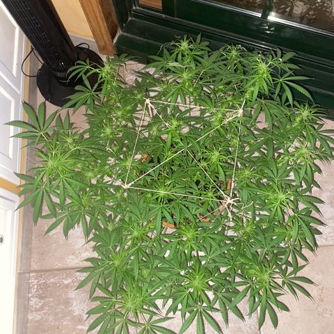 EPIC BUZZ  growlog timeline photo