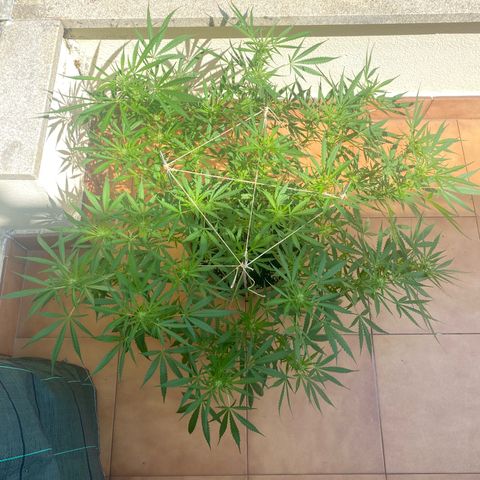 EPIC BUZZ  growlog timeline photo