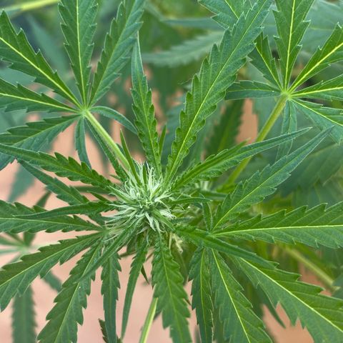 EPIC BUZZ  growlog timeline photo