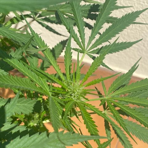 EPIC BUZZ  growlog timeline photo