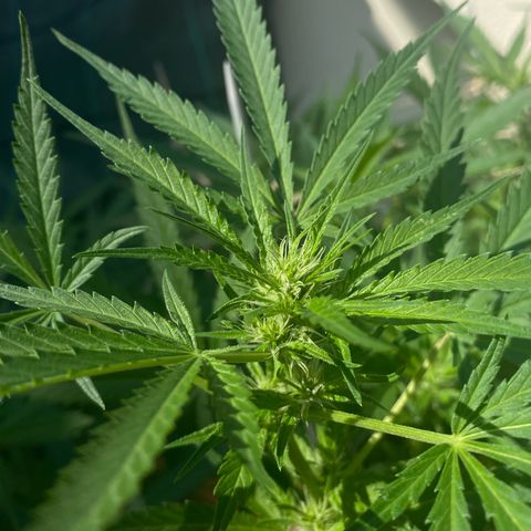 EPIC BUZZ  growlog timeline photo