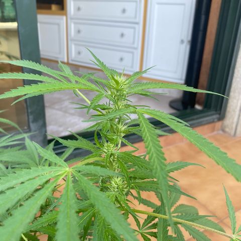 EPIC BUZZ  growlog timeline photo