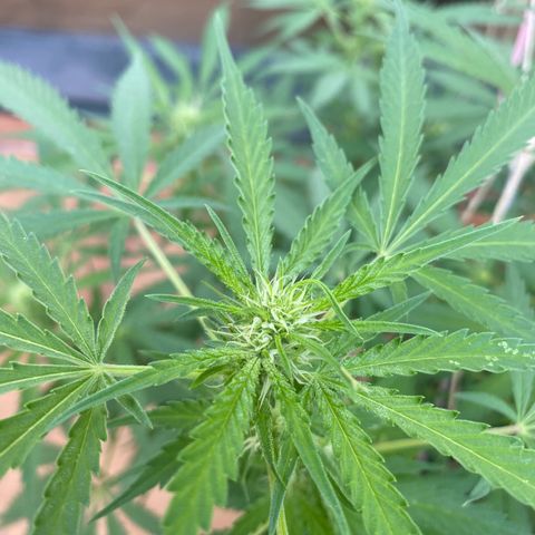 EPIC BUZZ  growlog timeline photo
