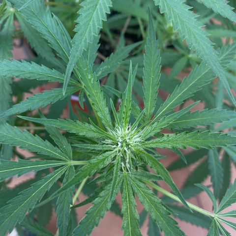 EPIC BUZZ  growlog timeline photo