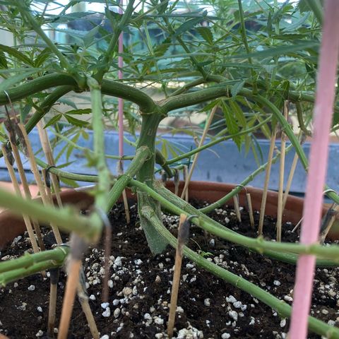 EPIC BUZZ  growlog timeline photo