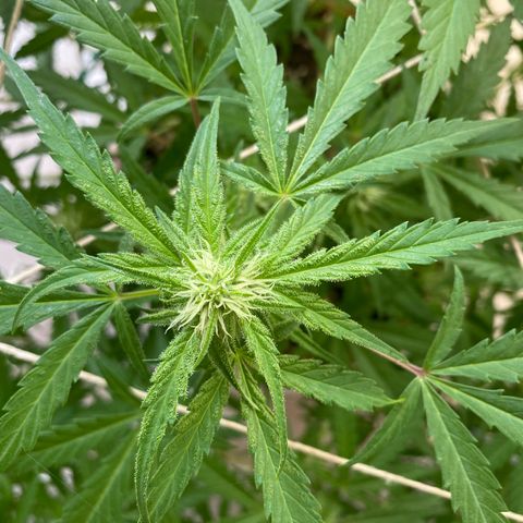 EPIC BUZZ  growlog photo: Estos días el clima no acompaña y no tiene mucha luz directa
