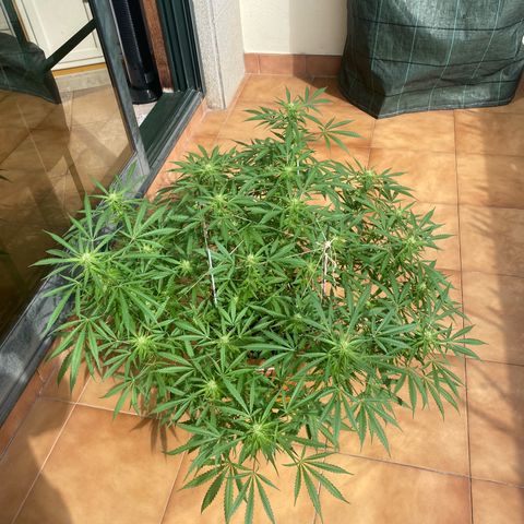 EPIC BUZZ  growlog photo: Estos días el clima no acompaña y no tiene mucha luz directa