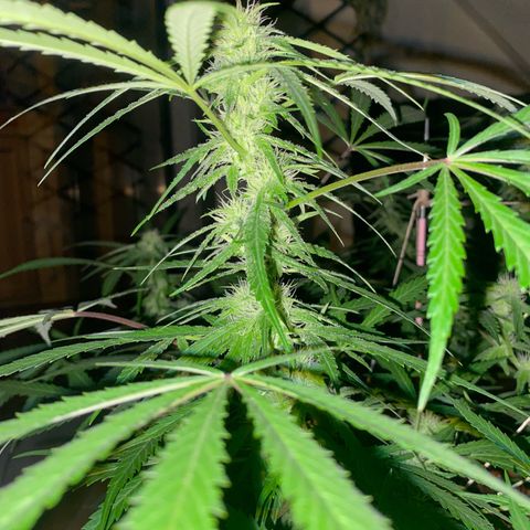 EPIC BUZZ  growlog photo: Estos días el clima no acompaña y no tiene mucha luz directa