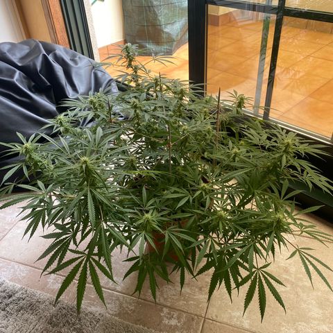 EPIC BUZZ  growlog photo: Estos días el clima no acompaña y no tiene mucha luz directa