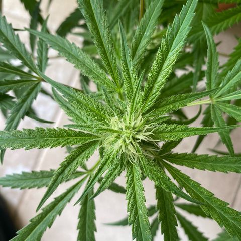 EPIC BUZZ  growlog photo: Estos días el clima no acompaña y no tiene mucha luz directa