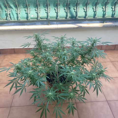 EPIC BUZZ  growlog timeline photo