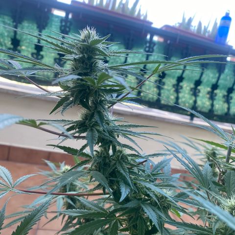 EPIC BUZZ  growlog timeline photo