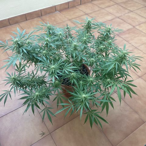 EPIC BUZZ  growlog timeline photo