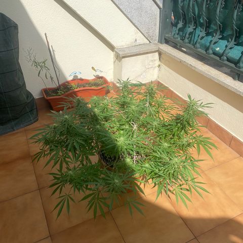 EPIC BUZZ  growlog timeline photo