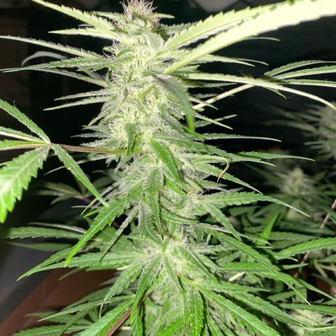 EPIC BUZZ  growlog photo: apetitosa