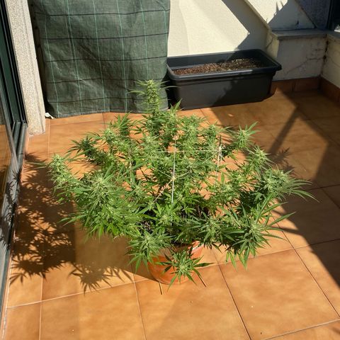 EPIC BUZZ  growlog timeline photo