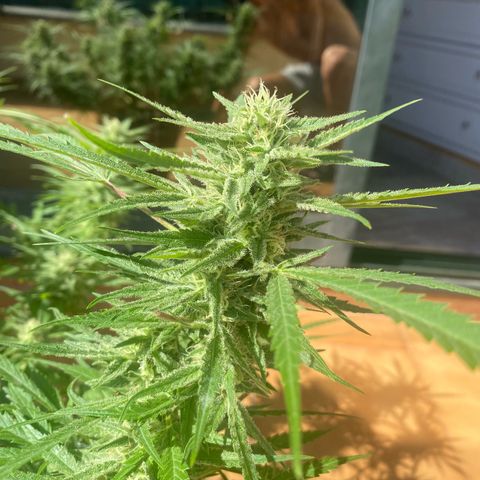 EPIC BUZZ  growlog timeline photo