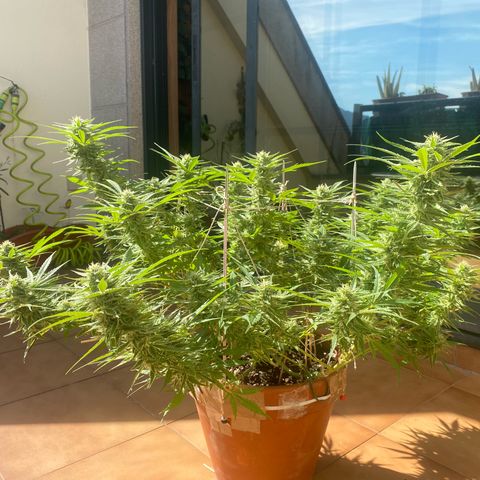 EPIC BUZZ  growlog timeline photo
