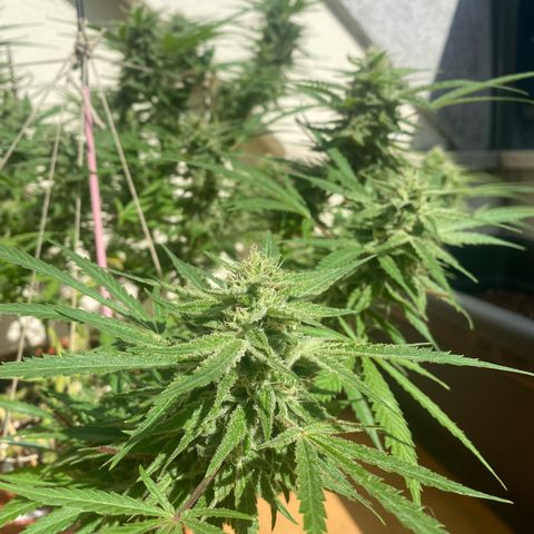 EPIC BUZZ  growlog timeline photo