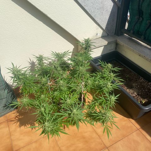 EPIC BUZZ  growlog timeline photo