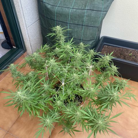 EPIC BUZZ  growlog timeline photo
