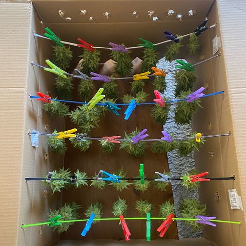 EPIC BUZZ  growlog timeline photo