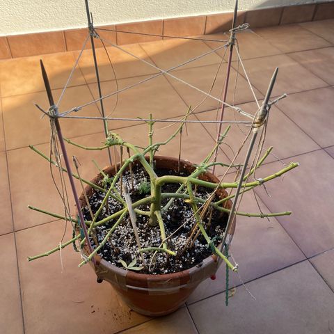 EPIC BUZZ  growlog timeline photo