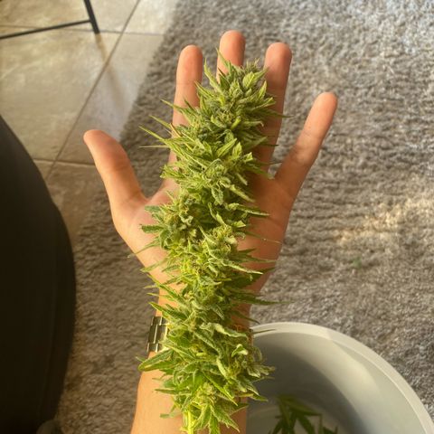EPIC BUZZ  growlog timeline photo