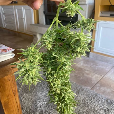 EPIC BUZZ  growlog timeline photo