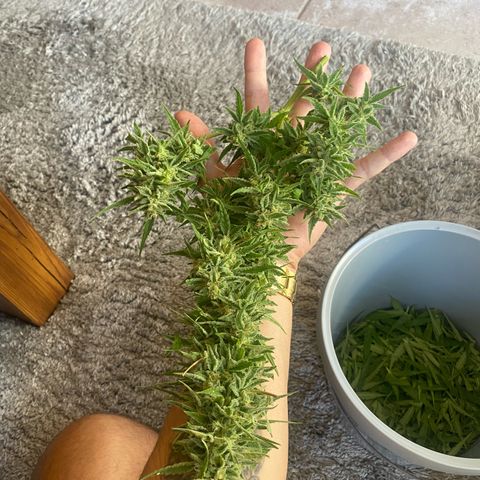 EPIC BUZZ  growlog timeline photo