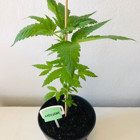 Amsterdam growlog photo: Nach Entlaubung