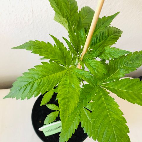 Amsterdam growlog photo: Nach Entlaubung