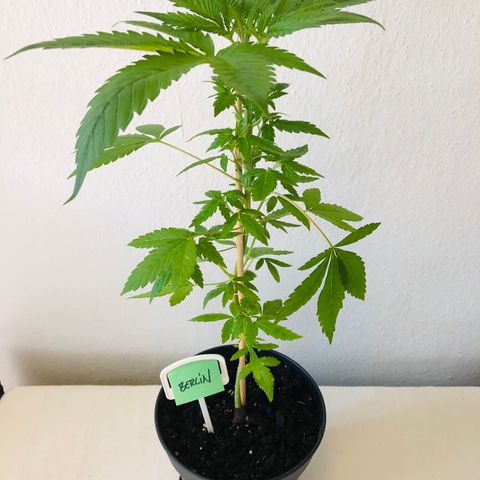 Berlin growlog photo: Nach Entlaubung
