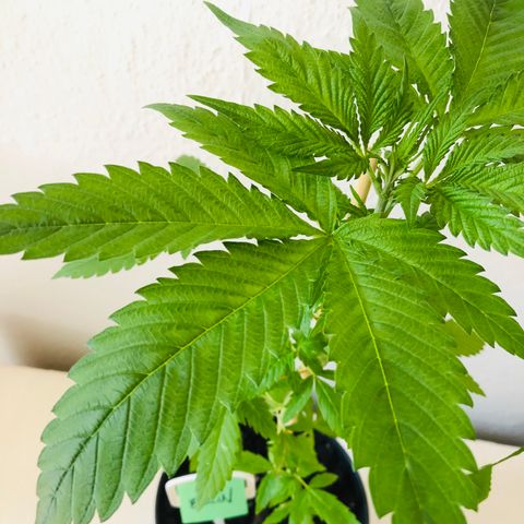 Berlin growlog photo: Nach Entlaubung
