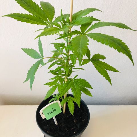 Tokio growlog photo: Nach Entlaubung
