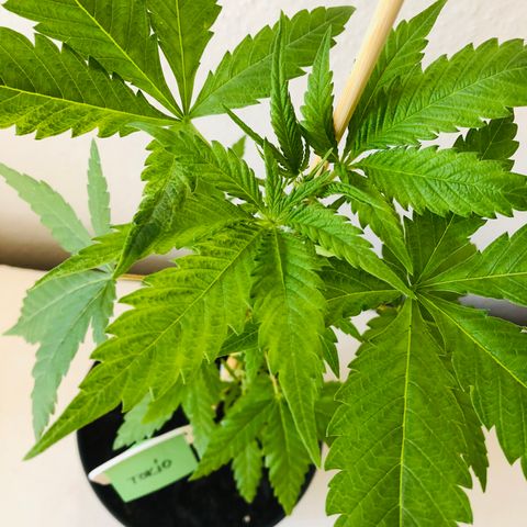 Tokio growlog photo: Nach Entlaubung