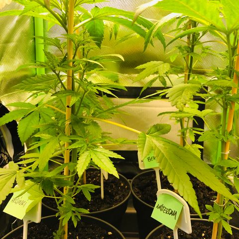 Amsterdam growlog photo: Nach Entlaubung