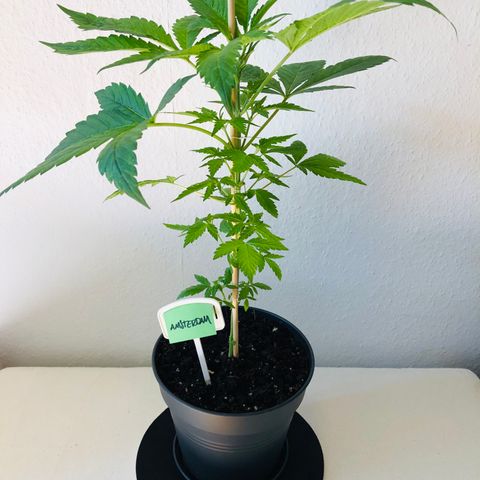 Amsterdam growlog timeline photo