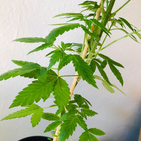 Berlin growlog timeline photo