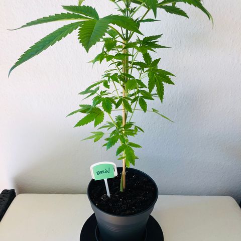 Berlin growlog timeline photo