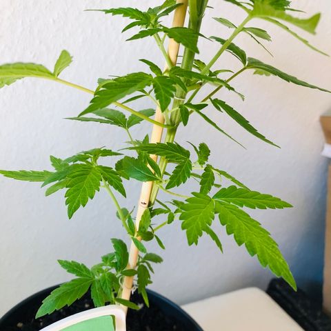 Amsterdam growlog timeline photo