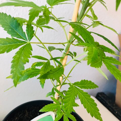 Tokio growlog timeline photo