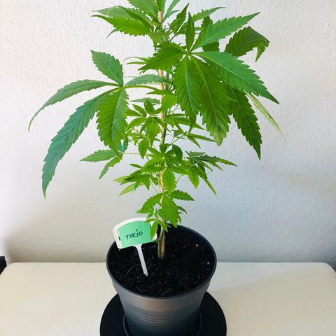 Tokio growlog timeline photo