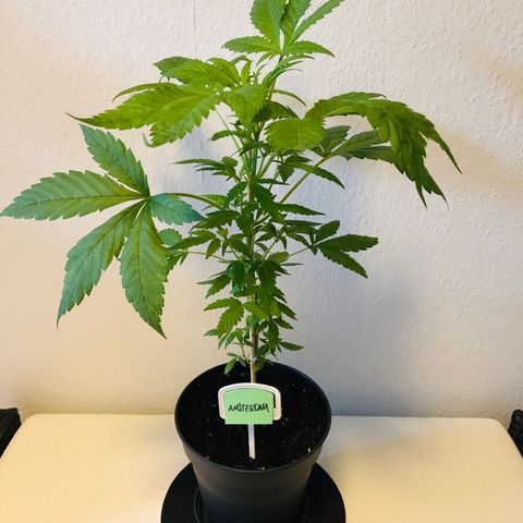Amsterdam growlog timeline photo