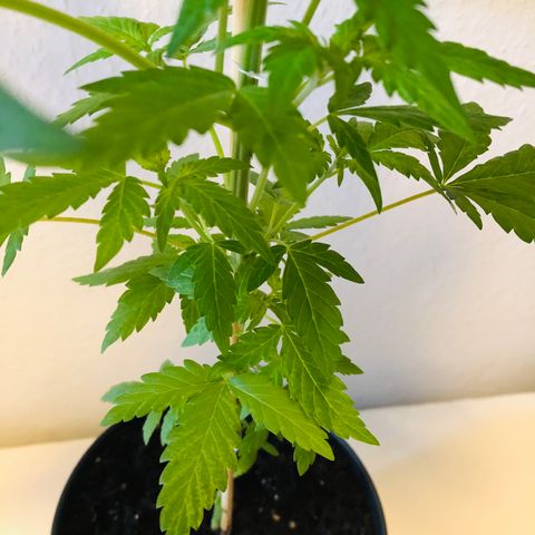 Amsterdam growlog timeline photo