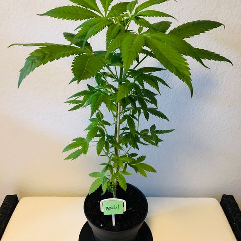 Berlin growlog timeline photo