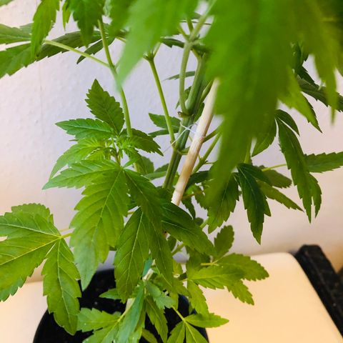 Berlin growlog timeline photo