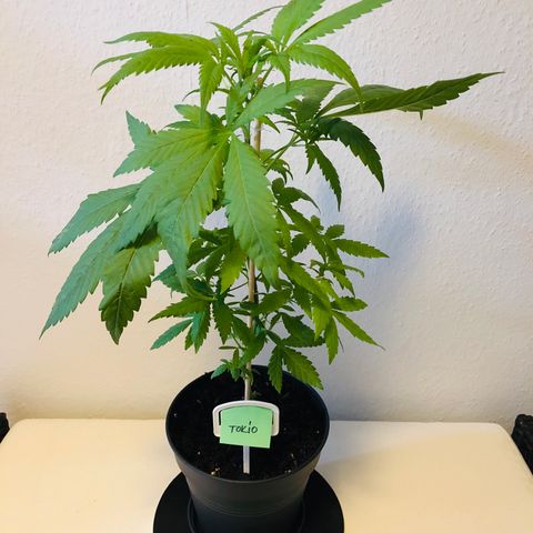 Tokio growlog timeline photo