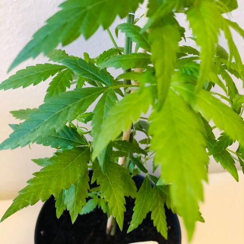 Tokio growlog timeline photo