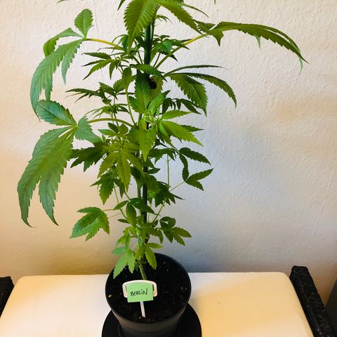 Berlin growlog timeline photo
